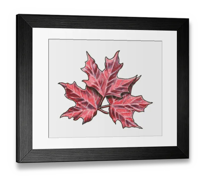 Framed Print : Three red maple leaves Framed Print : Three red maple leaves
