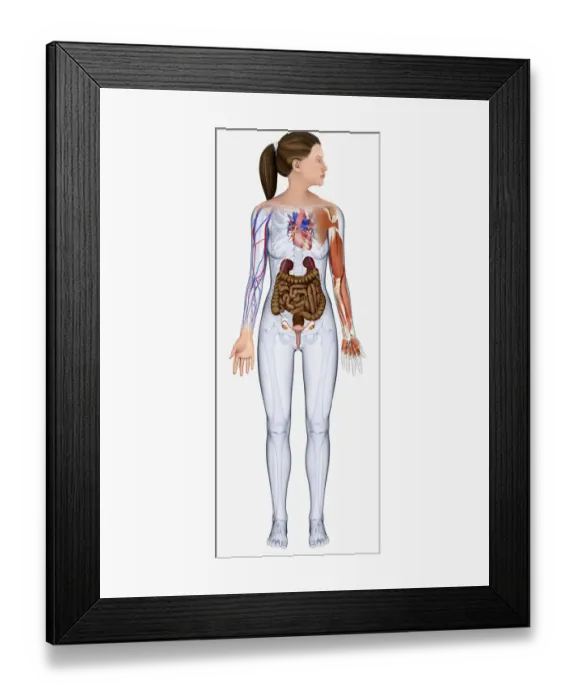 Framed Print : Digital illustration of young woman showing intestine, kidneys, heart, veins and muscle