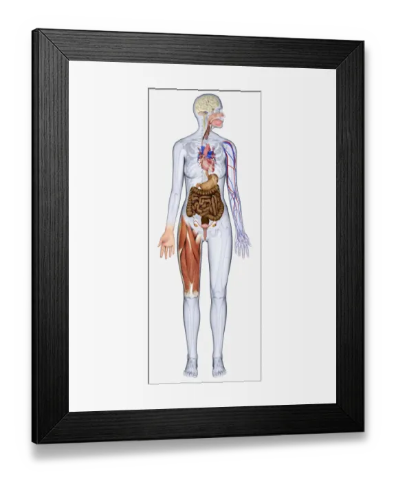 Framed Print : Digital illustration of woman showing brain, oesophagus, heart, stomach, intestine, veins and muscle Framed Print : Digital illustration of woman showing brain, oesophagus, heart, stomach, intestine, veins and muscle