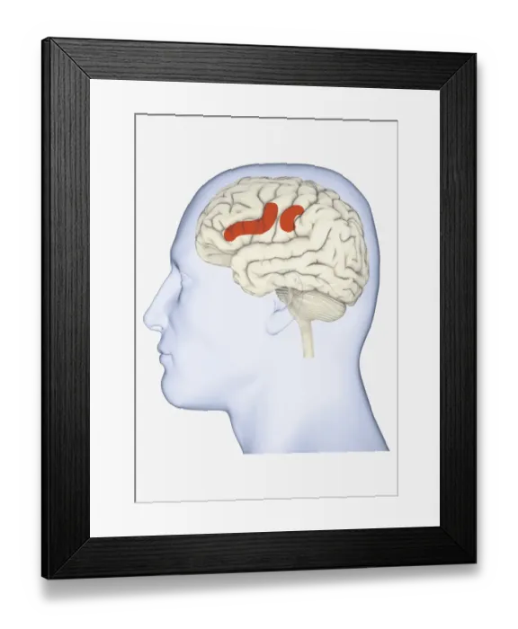 Framed Print : Digital illustration of head in profile showing areas of mirror neuron in brain highlighted in orange Framed Print : Digital illustration of head in profile showing areas of mirror neuron in brain highlighted in orange