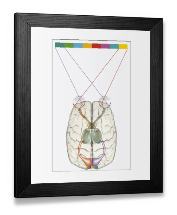 Framed Print : Digital illustration of human brain and mapping of visual field onto retina matching arrangement of data on surface of visual cortex