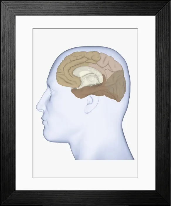 Framed Print : Digital illustration of head in profile showing medial view of cortex in human brain Framed Print : Digital illustration of head in profile showing medial view of cortex in human brain