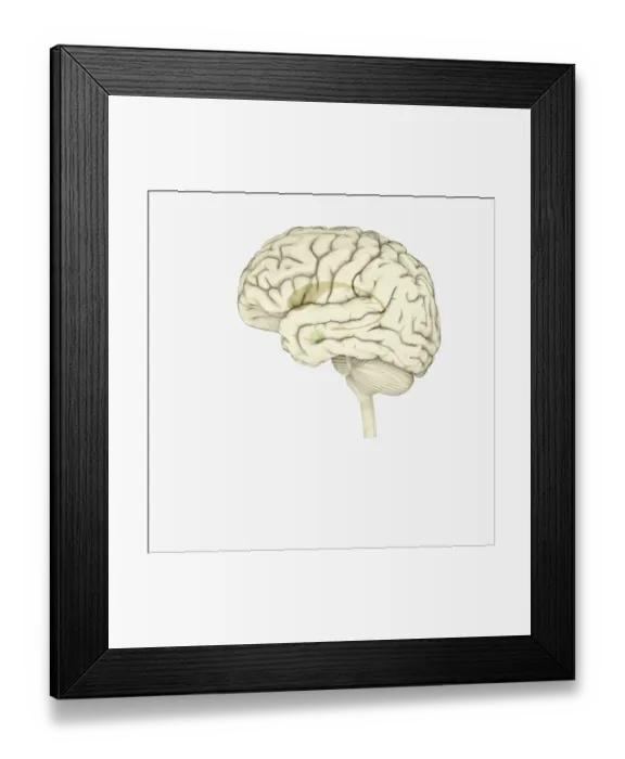 Framed Print : Digital illustration of striatum and amygdala highlighted in human brain Framed Print : Digital illustration of striatum and amygdala highlighted in human brain