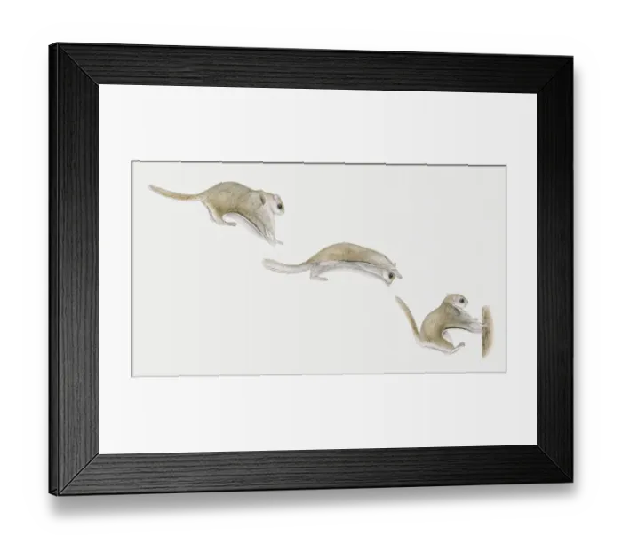 Framed Print : Sequence of illustrations of Sugar Glider (Petaurus breviceps) gliding through air and landing on tree trunk Framed Print : Sequence of illustrations of Sugar Glider (Petaurus breviceps) gliding through air and landing on tree trunk