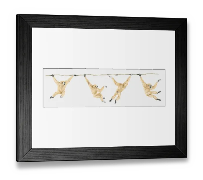 Framed Print : Sequence of illustrations showing Lar Gibbon or White-handed Gibbon (Hylobates lar) swinging on vine Framed Print : Sequence of illustrations showing Lar Gibbon or White-handed Gibbon (Hylobates lar) swinging on vine