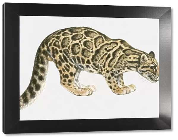 Illustration of Clouded Leopard (Neofelis nebulosa), standing