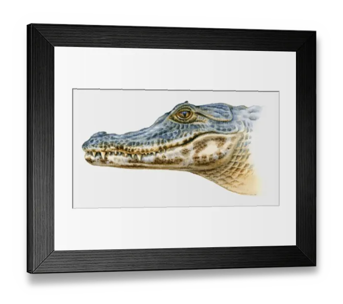 Framed Print : Illustration of Spectacled Caiman (Caiman crocodilus), profile Framed Print : Illustration of Spectacled Caiman (Caiman crocodilus), profile