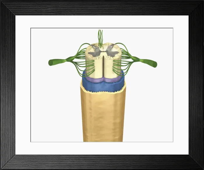 Framed Print : Cross section digital illustration of spinal cord and nerves