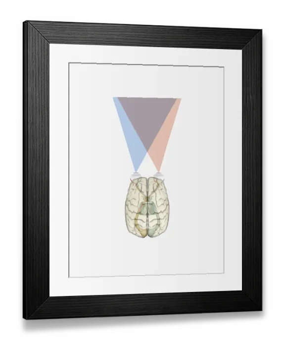 Framed Print : Digital illustration of human brain and information from left side of visual cortex receiving information from right visual field Framed Print : Digital illustration of human brain and information from left side of visual cortex receiving information from right visual field