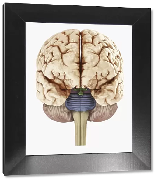 Digital illustration of showing front view of human brain