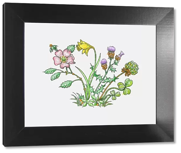 Illustration of English rose, Welsh leek, daffodil, Scottish thistle and Irish shamrock or clover