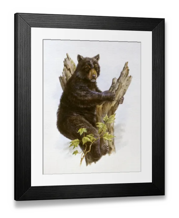 Framed Print : Illustration of American Black Bear (Ursus americanus) sitting in fork of tree Framed Print : Illustration of American Black Bear (Ursus americanus) sitting in fork of tree
