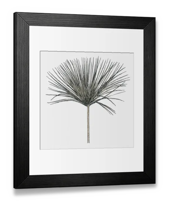 Framed Print : Black and white illustration of Cyperus papyrus (Papyrus Sedge or Paper Reed)