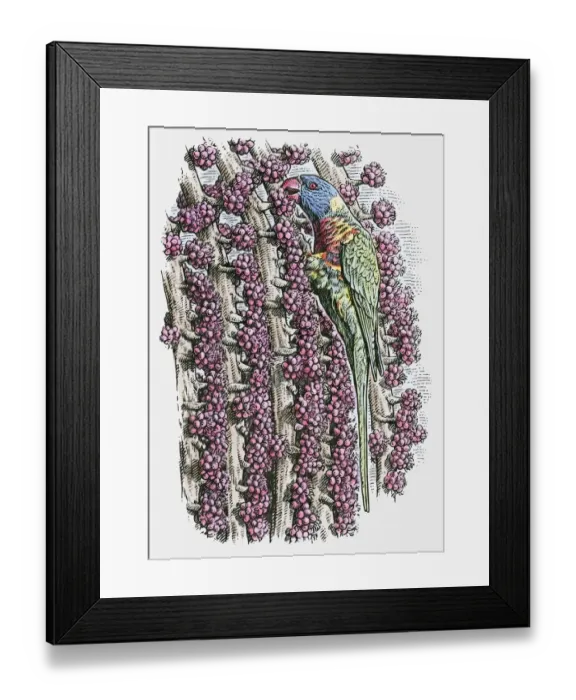 Framed Print : Illustration of Rainbow Lorikeet, (Trichoglossus haematodus) feeding on fruit Framed Print : Illustration of Rainbow Lorikeet, (Trichoglossus haematodus) feeding on fruit