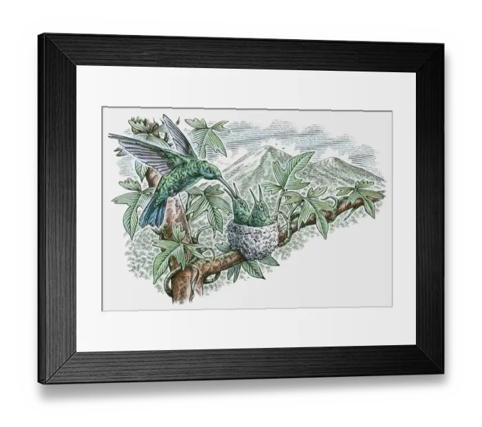 Framed Print : Illustration of Hummingbird feeding young in nest