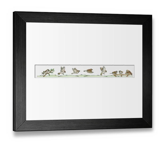 Framed Print : Illustration of House Sparrows (Passer domesticus) Framed Print : Illustration of House Sparrows (Passer domesticus)