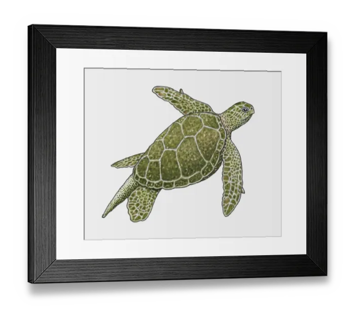 Framed Print : Illustration of Green Turtle (Chelonia mydas) Framed Print : Illustration of Green Turtle (Chelonia mydas)