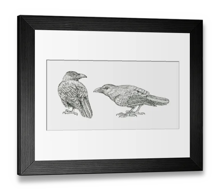 Framed Print : Black and white illustration of two Common Raven (Corvus corax) Framed Print : Black and white illustration of two Common Raven (Corvus corax)