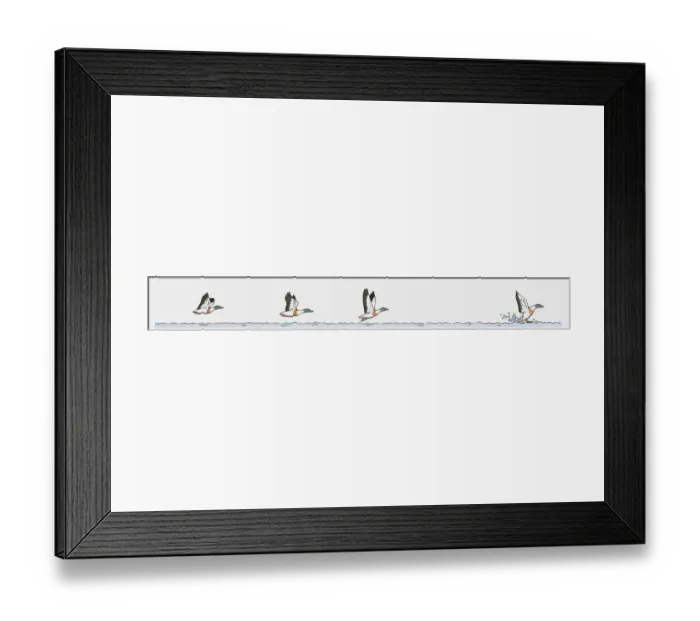 Framed Print : Sequence of illustrations of duck flying and landing on water Framed Print : Sequence of illustrations of duck flying and landing on water