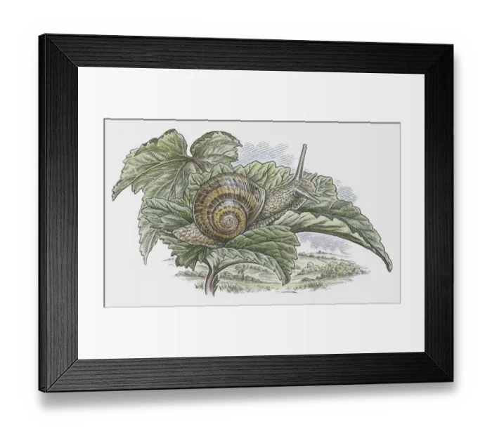 Framed Print : Illustration of Garden Snail (Helix aspersa) on leaf Framed Print : Illustration of Garden Snail (Helix aspersa) on leaf