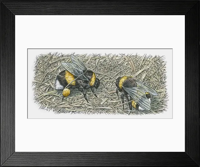 Framed Print : Illustration of two bumblebees on nest Framed Print : Illustration of two bumblebees on nest