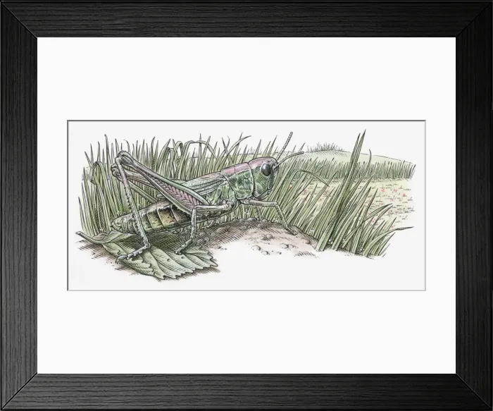 Framed Print : Illustration of grasshopper standing on leaf Framed Print : Illustration of grasshopper standing on leaf
