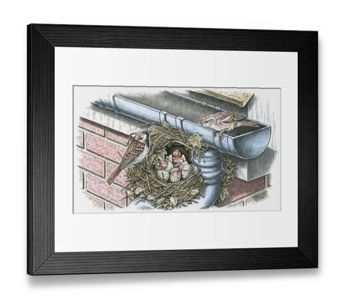 Framed Print : Illustration of House Sparrow (Passer domesticus) nesting below roof gutter Framed Print : Illustration of House Sparrow (Passer domesticus) nesting below roof gutter
