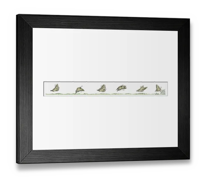 Framed Print : Sequence of illustrations showing butterfly in flight and landing Framed Print : Sequence of illustrations showing butterfly in flight and landing