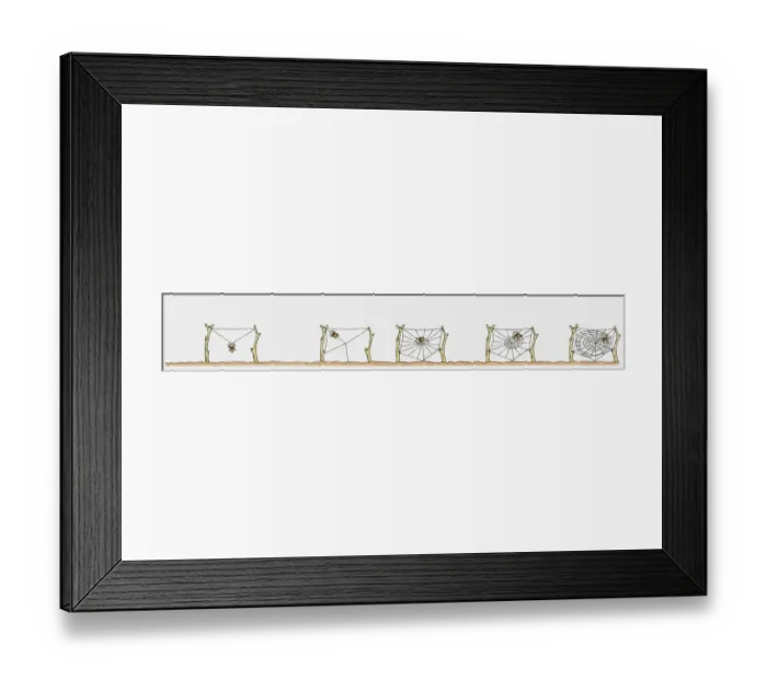 Framed Print : Sequence of illustrations showing spider weaving web Framed Print : Sequence of illustrations showing spider weaving web