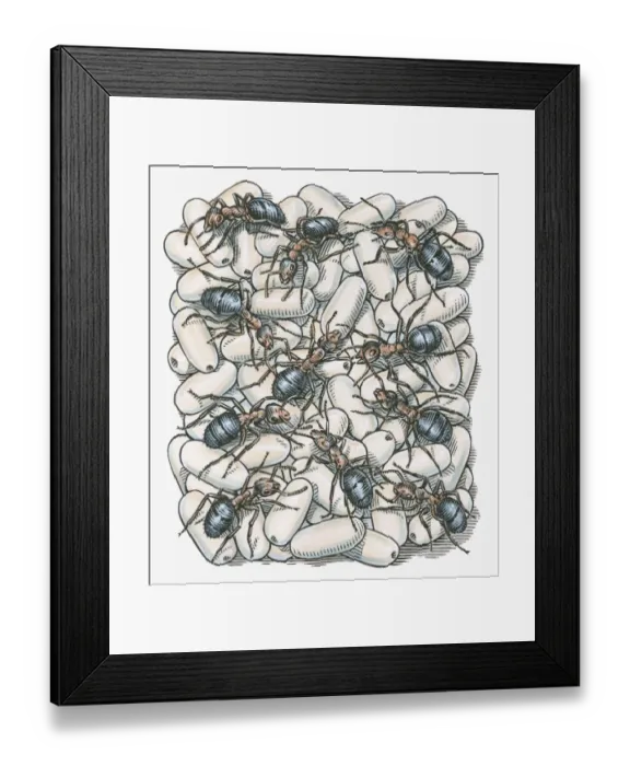Framed Print : Illustration of ants on top of eggs