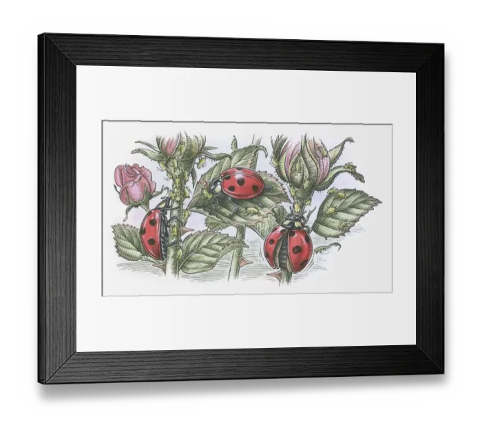 Framed Print : Illustration of Ladybirds feeding on aphids Framed Print : Illustration of Ladybirds feeding on aphids