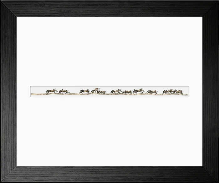 Framed Print : Illustration of row of ants on the move Framed Print : Illustration of row of ants on the move