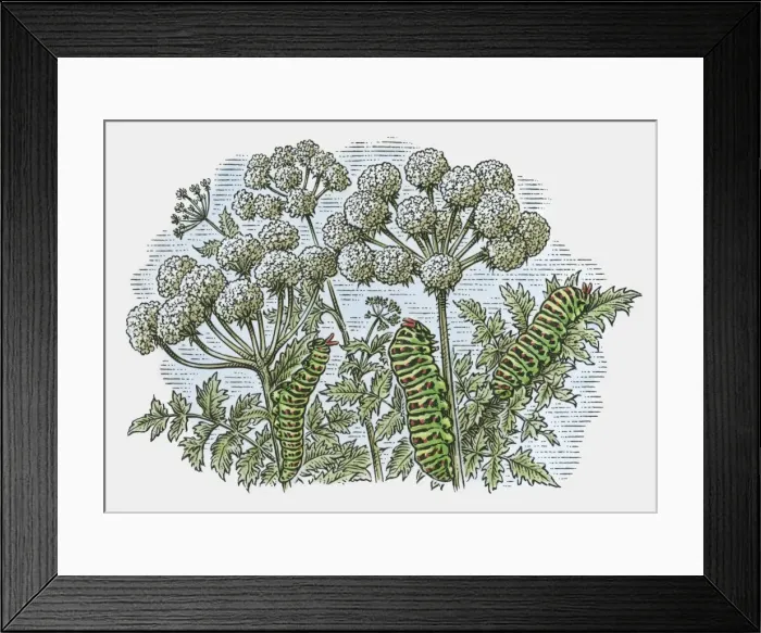 Framed Print : Illustration of caterpillars feeding on leaves