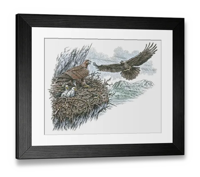 Framed Print : Illustration of eagles flying toward nest of chicks and adult