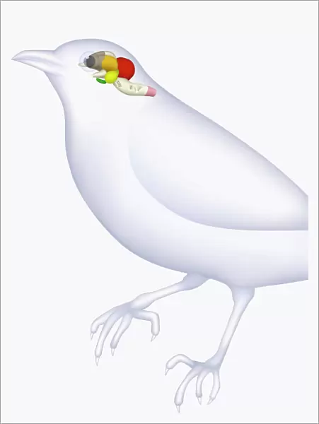 Illustration of bird brain, including cerebrum, cerebellum, and medulla