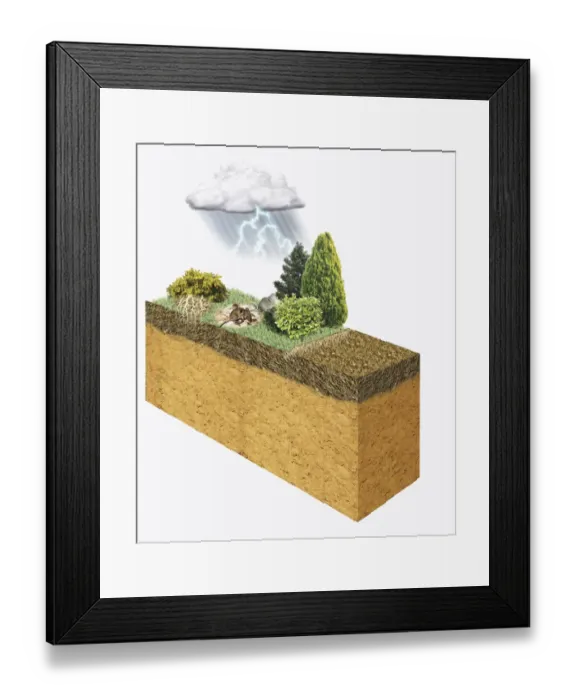 Framed Print : Illustration of lightning above landscape with animals and plants, converting atmospheric nitrogen i Framed Print : Illustration of lightning above landscape with animals and plants, converting atmospheric nitrogen i