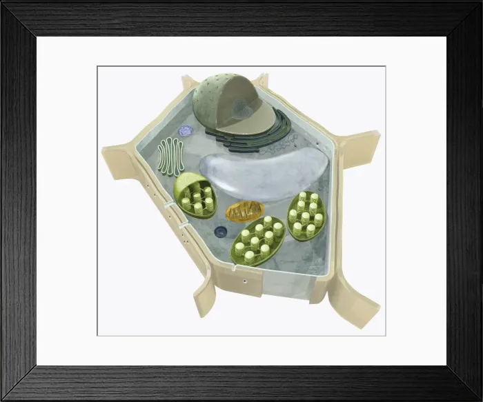 Framed Print : Illustration of the structure of a plant cell, including nucleus, nucleolus, ribosome, endoplasmatic Framed Print : Illustration of the structure of a plant cell, including nucleus, nucleolus, ribosome, endoplasmatic