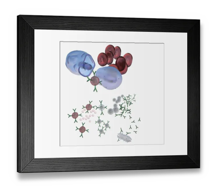 Framed Print : Illustration of immune response, involving chain of defensive white blood cells, triggered by microb Framed Print : Illustration of immune response, involving chain of defensive white blood cells, triggered by microb