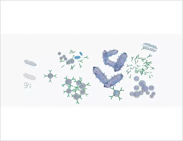 Illustration of response to infection after vaccination, involving microbe, antigens, antibody, plas