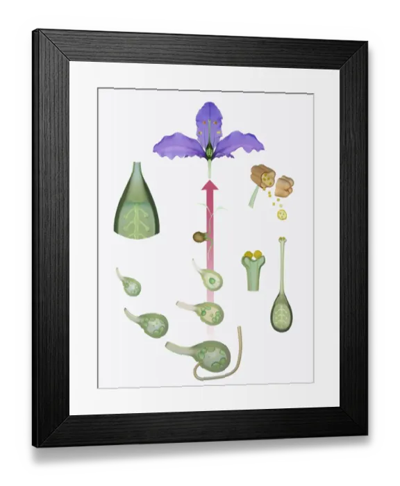 Framed Print : Life cycle of a flowering plant Framed Print : Life cycle of a flowering plant