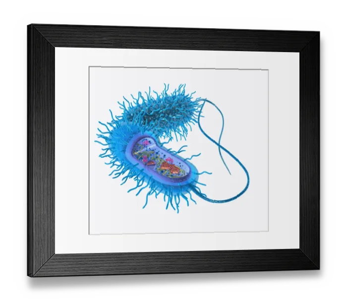 Framed Print : Illustration of structure of a bacterium Framed Print : Illustration of structure of a bacterium