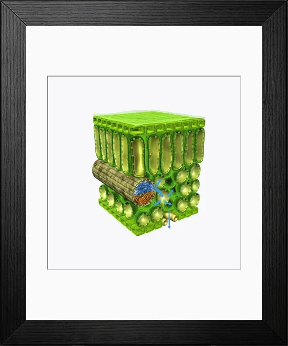 Framed Print : Illustration of cross-section through leaf, showing upper epidermis, palisade mesophyll, xylem vesse Framed Print : Illustration of cross-section through leaf, showing upper epidermis, palisade mesophyll, xylem vesse