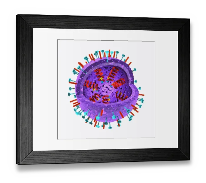 Framed Print : Illustration of the structure of a virus
