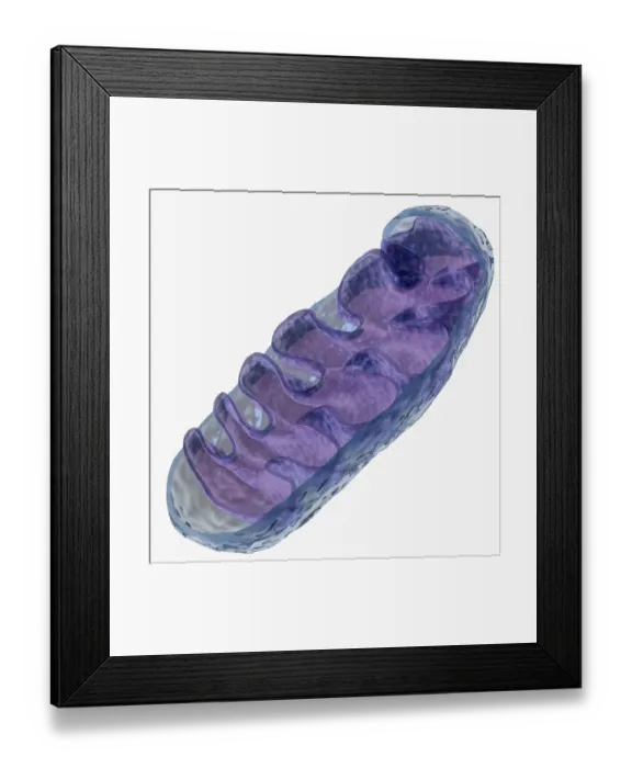Framed Print : Illustration of mitochondrion Framed Print : Illustration of mitochondrion