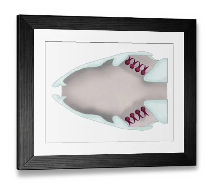 Framed Print : Illustration of a fish with gill filaments (lamellae) highlighted in red