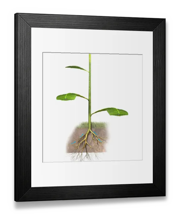 Framed Print : Illustration of a plants roots absorbing water Framed Print : Illustration of a plants roots absorbing water