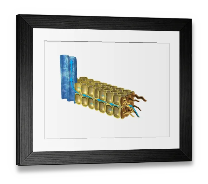 Framed Print : Illustration of absorption of water and minerals through the roots of a plant, and up the stem (osmo Framed Print : Illustration of absorption of water and minerals through the roots of a plant, and up the stem (osmo