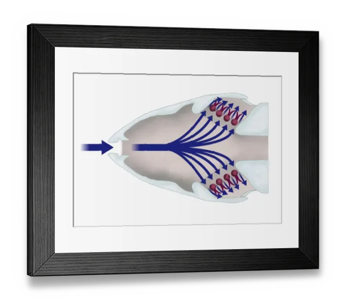 Framed Print : Illustration of respiratory system of a fish with gill filaments (lamellae) highlighted in red Framed Print : Illustration of respiratory system of a fish with gill filaments (lamellae) highlighted in red