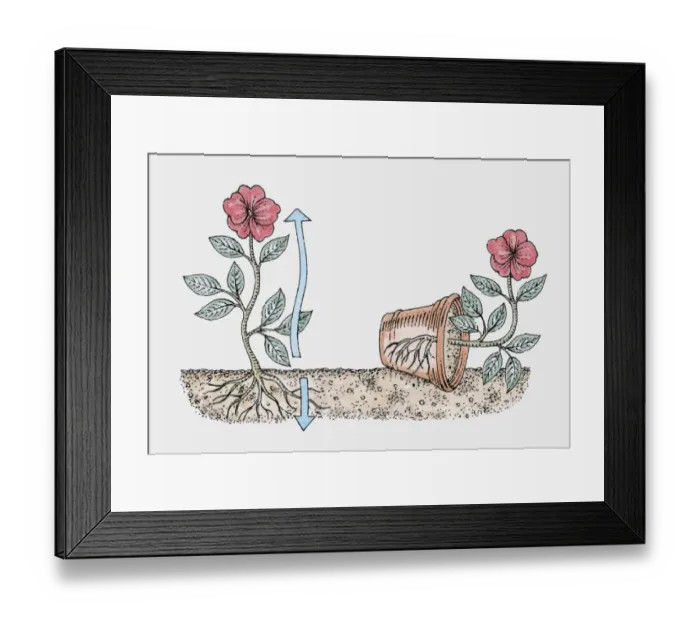 Framed Print : Cross section illustration showing how a plants stem grows upwards and its roots grow underground Framed Print : Cross section illustration showing how a plants stem grows upwards and its roots grow underground