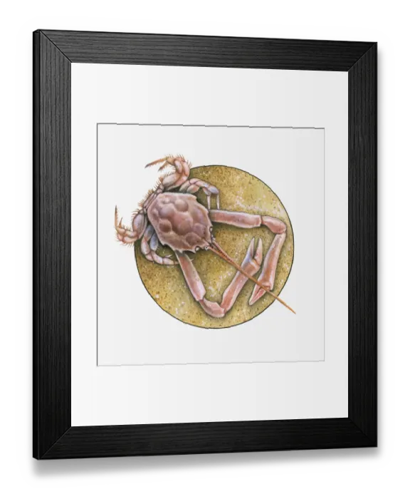Framed Print : Illustration of Masked Crab (Corystes cassivelaunus) on sand Framed Print : Illustration of Masked Crab (Corystes cassivelaunus) on sand